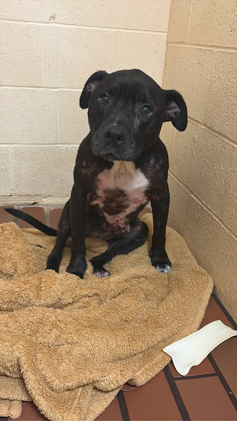 An adult medium-sized female Black American Staffordshire Terrier dog named Sahara for adoption