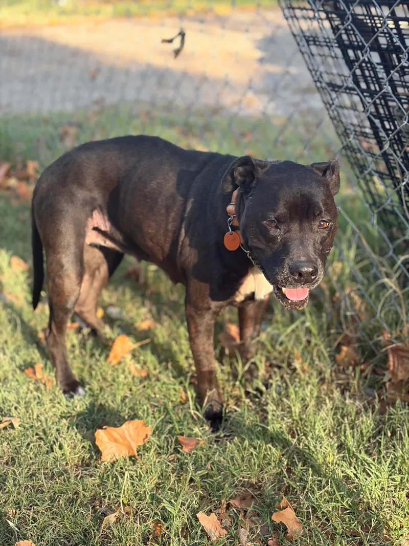 An adult medium-sized female Black American Staffordshire Terrier dog named Sahara for adoption