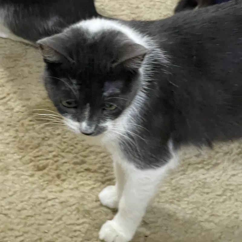 An adult small-sized female Russian Blue cat named Scarlet for adoption in Liverpool, TX