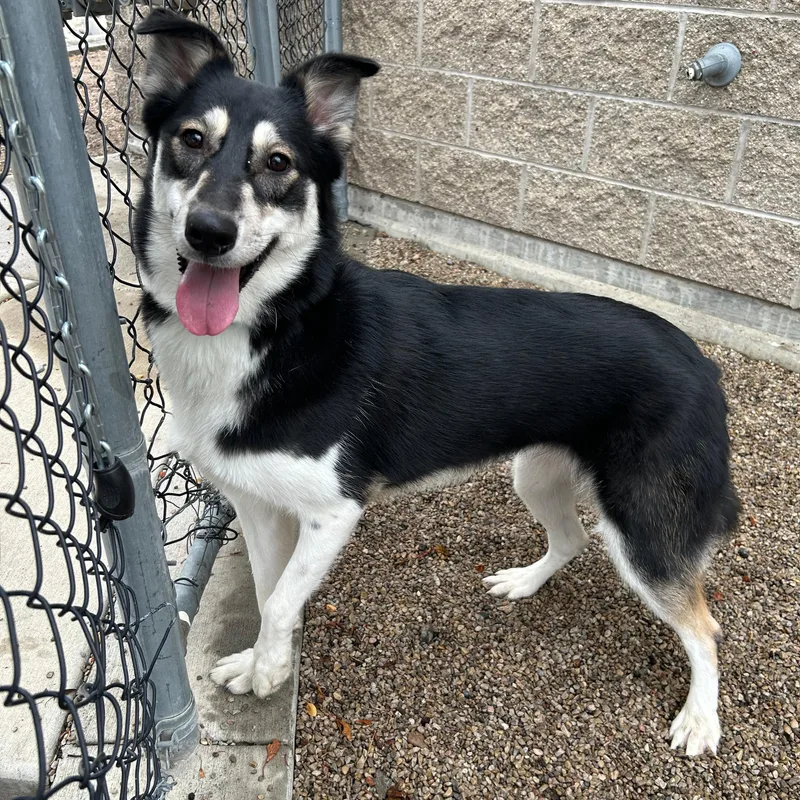 An adult medium-sized female Husky dog named Ally for adoption in Lindon, UT
