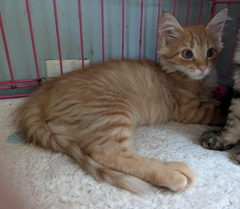 A baby medium-sized female Domestic Medium Hair cat named BeeBop for adoption in Somerset, KY