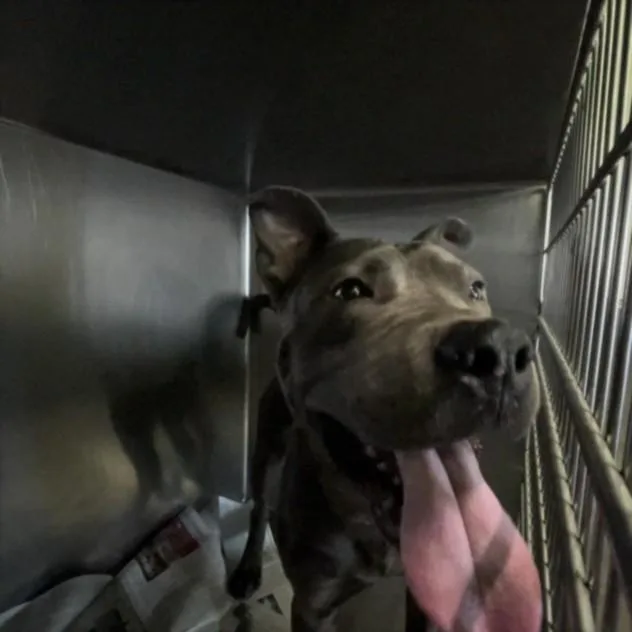 A young medium-sized male Pit Bull Terrier dog named Thor for adoption in Los Angeles, CA
