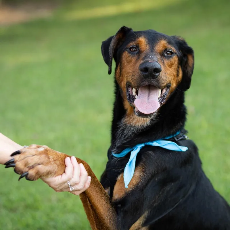 An adult large-sized male Black Doberman Pinscher dog named Bubb for adoption in Evansville, IN