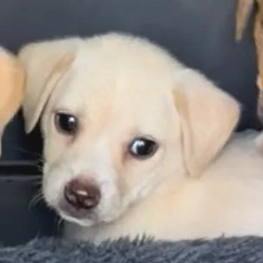 A baby small-sized male Labrador Retriever dog named Butter for adoption in Chapel Hill, NC