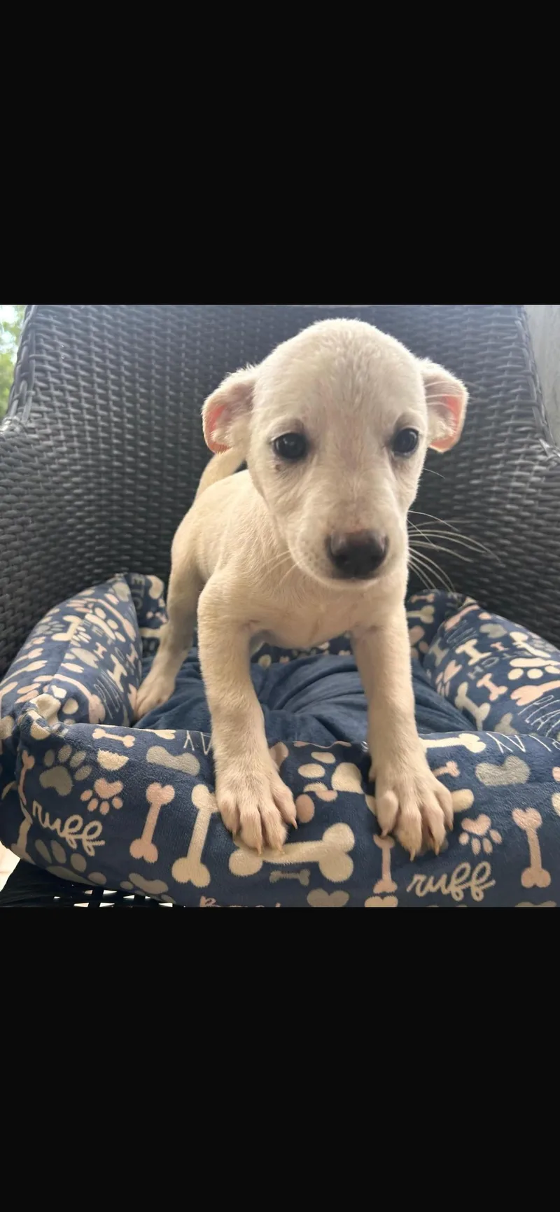 A baby small-sized female Jindo dog named Pebbles for adoption in Virginia Beach, VA
