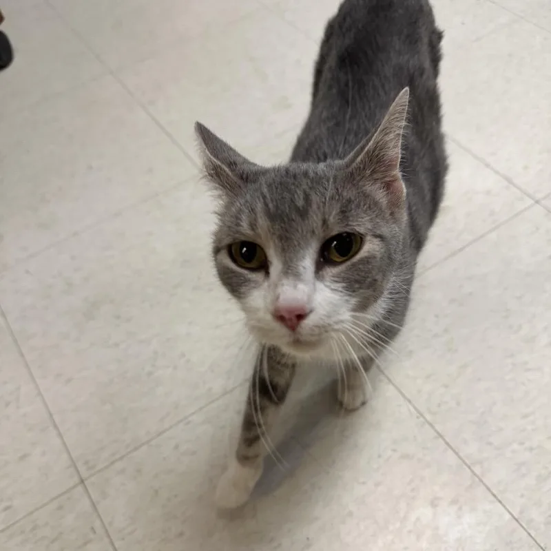 An adult medium-sized female Gray / Blue / Silver Domestic Short Hair cat named Kiwi for adoption in Milford, IA