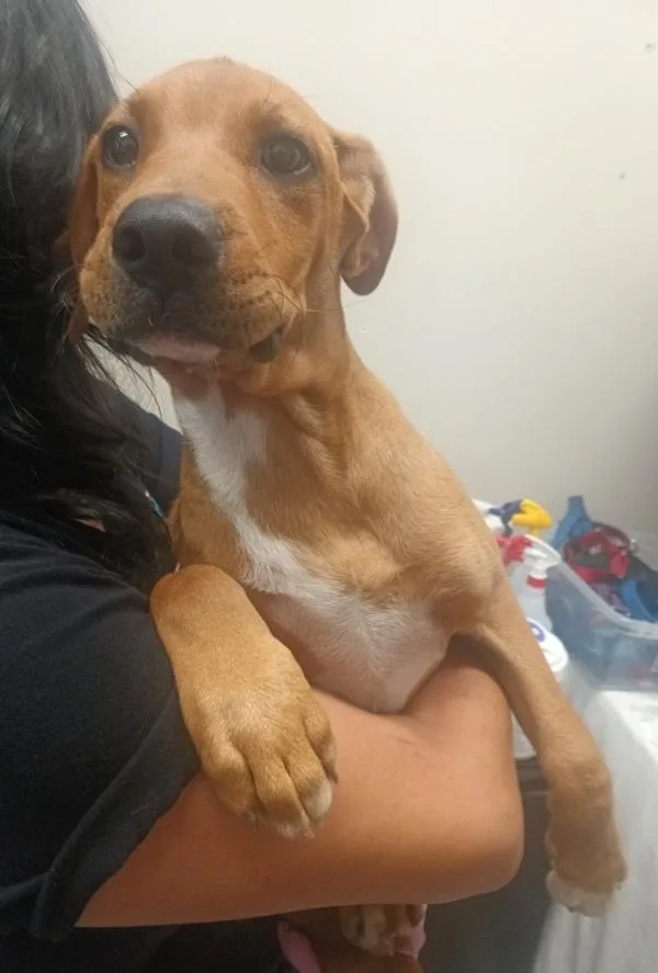 Peanut