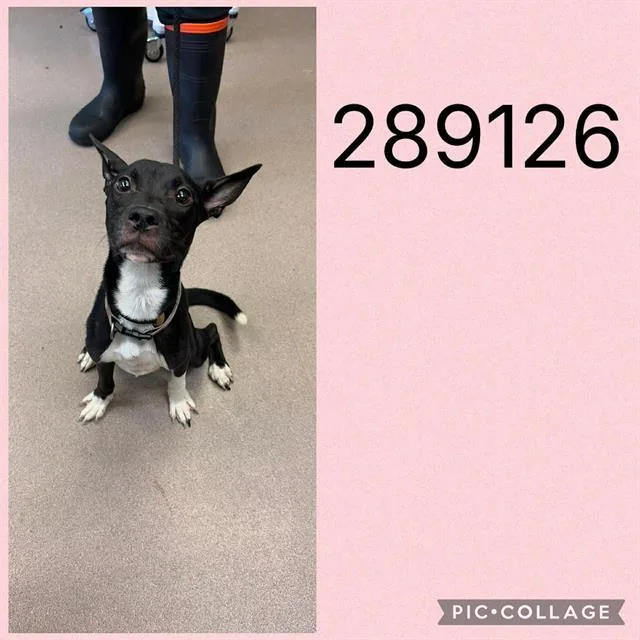A young small-sized female Mixed Breed dog named Tot for adoption in Macon, GA