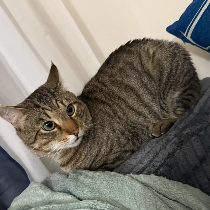 An adult medium-sized male Brown / Chocolate Domestic Short Hair cat named Blue for adoption in York, PA