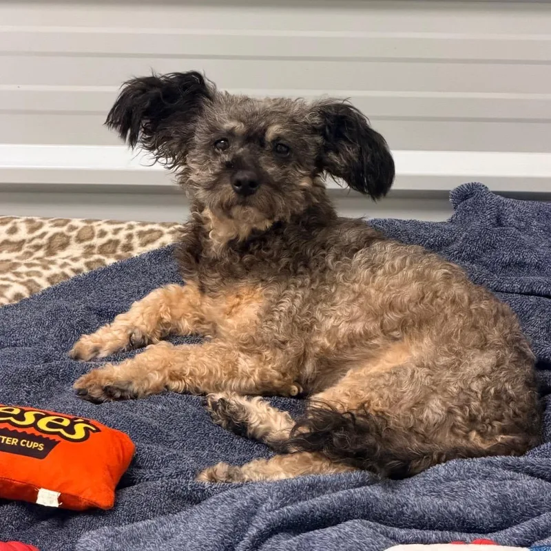 An adult small-sized female Poodle dog named Charlotte for adoption in Graham, WA