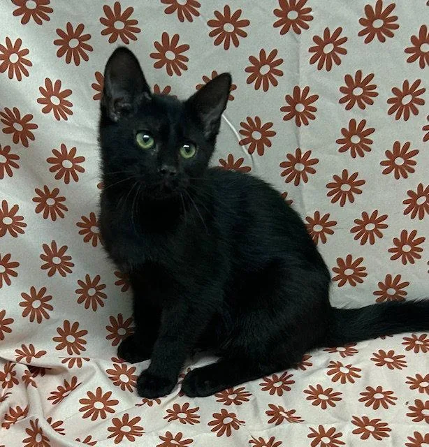 Monty