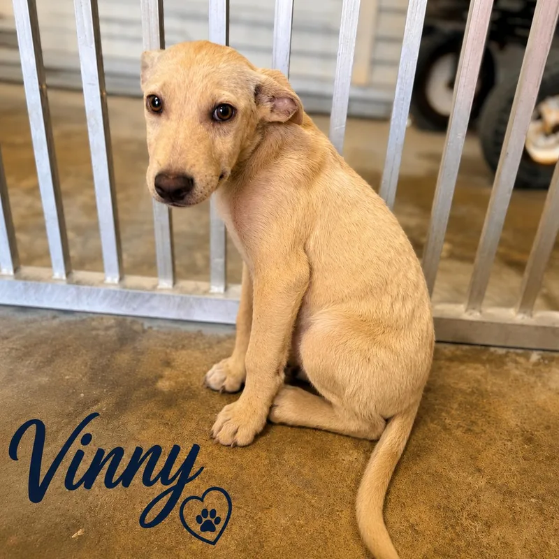 Vinny