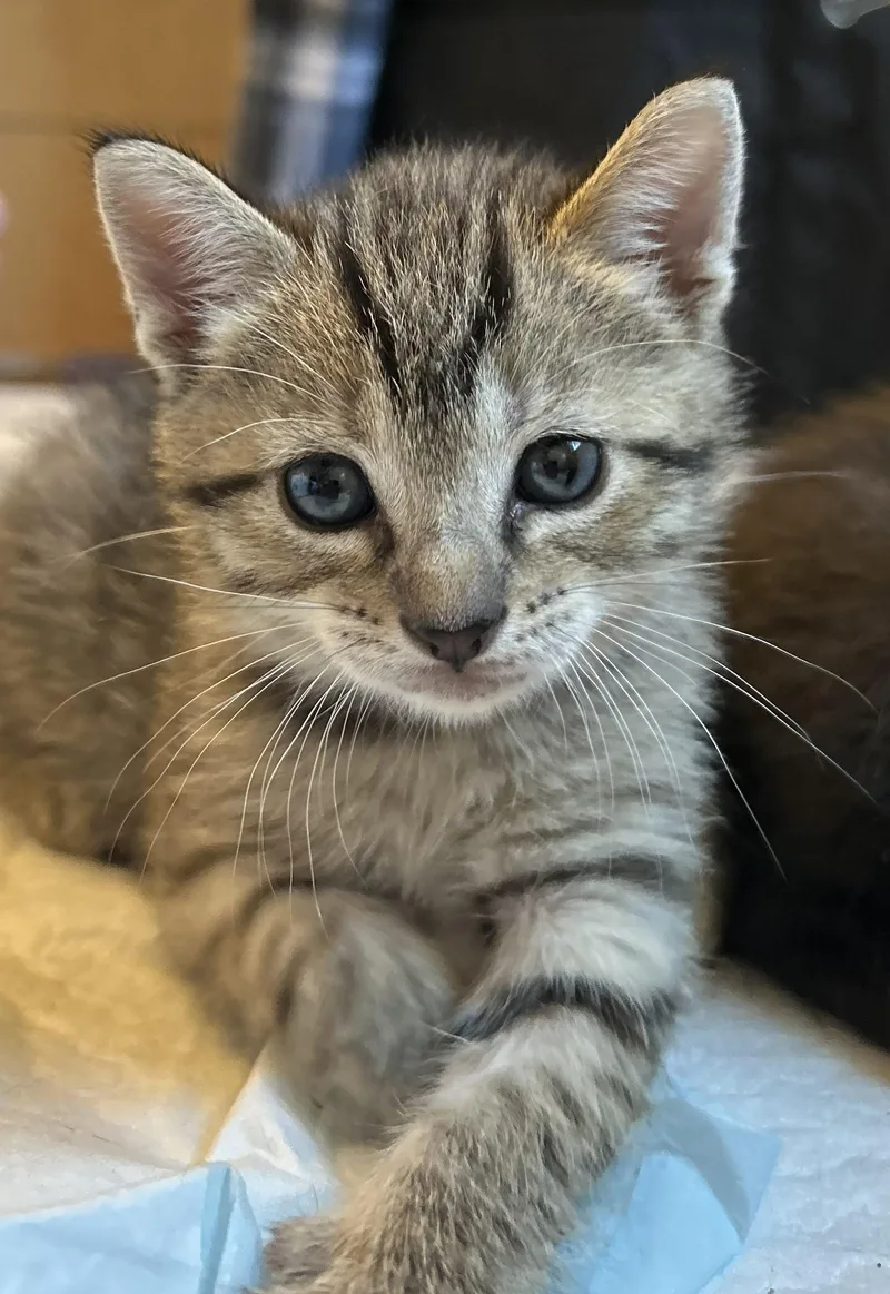 A baby medium-sized male Tabby (Gray / Blue / Silver) Domestic Short Hair cat named Heathcliff for adoption in Rossville, TN
