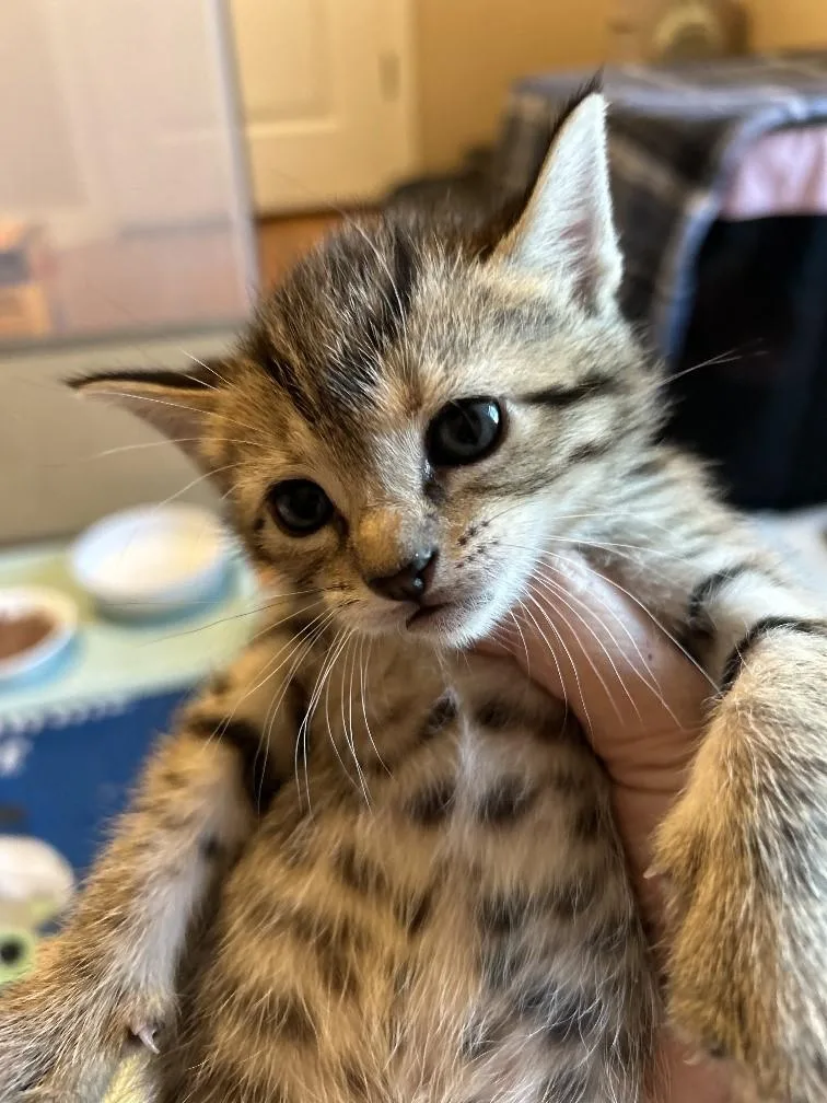 Heathcliff thumbnail 2