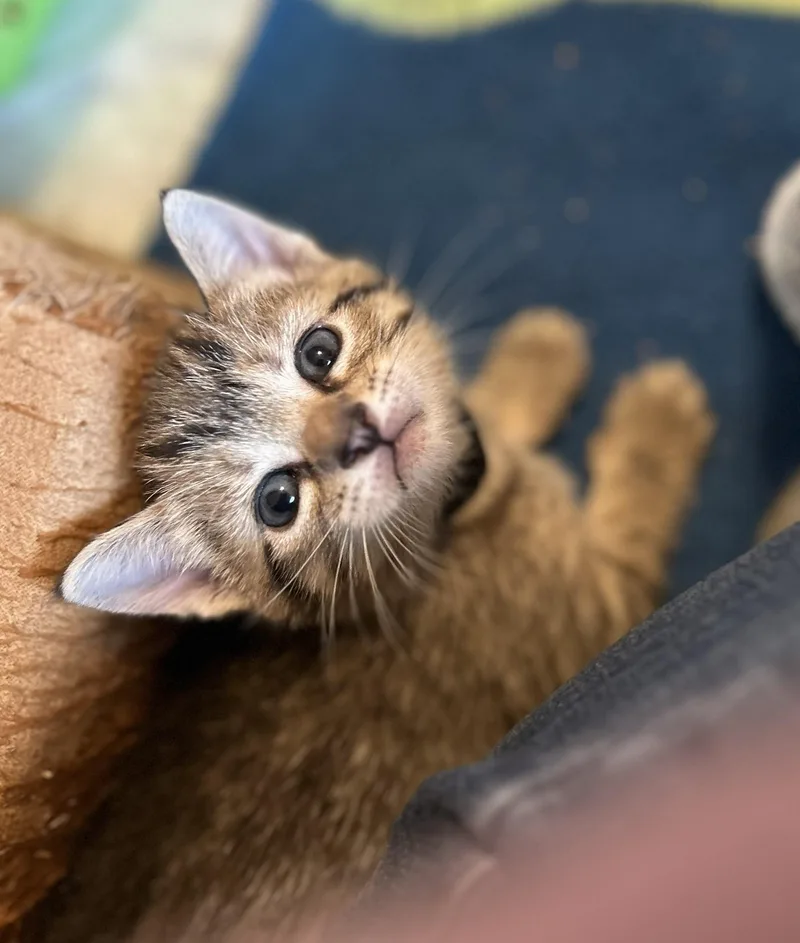 Heathcliff thumbnail 3