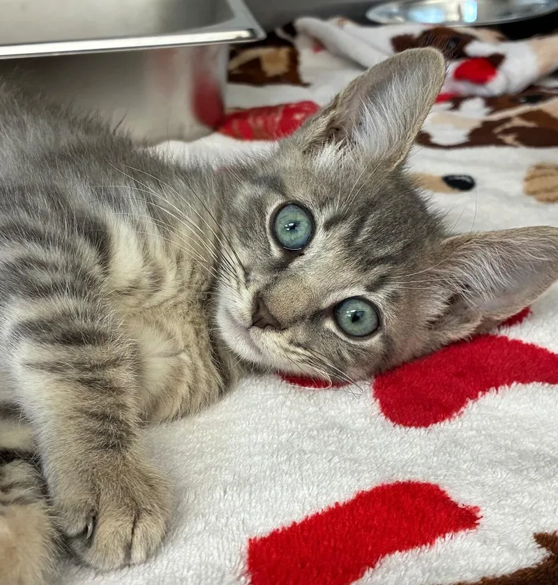 A baby small-sized male Domestic Short Hair cat named Leroy for adoption in Hartsville, SC