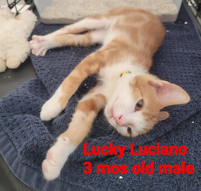 Luciano aka Lucky