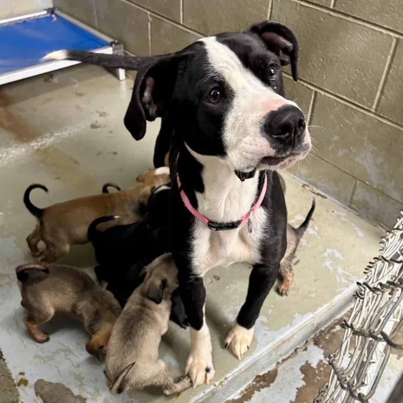A baby small-sized female Yellow / Tan / Blond / Fawn Mixed Breed dog named Daisy's Pack Pup: Rose for adoption in Falls Church, VA
