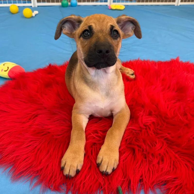Daisy's Pack Pup: Rose thumbnail 2