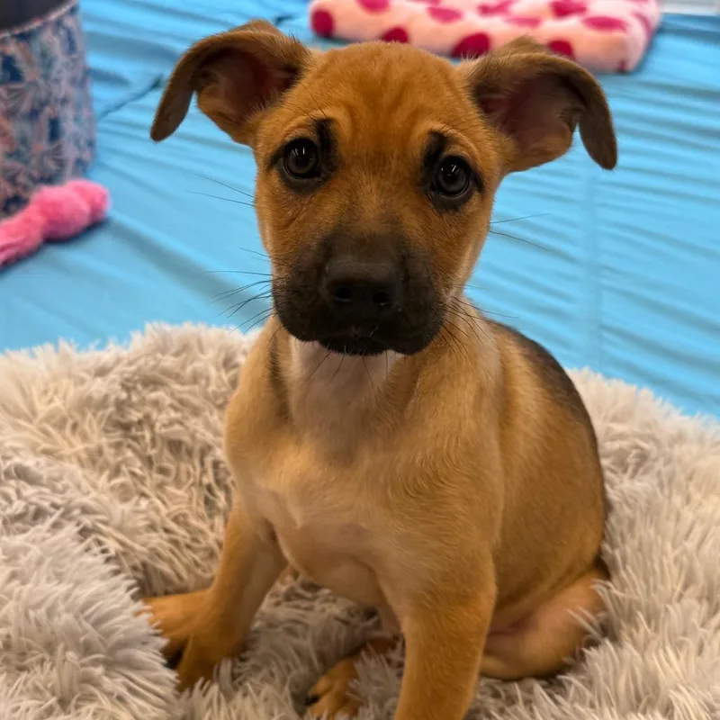 Daisy's Pack Pup: Rose thumbnail 3