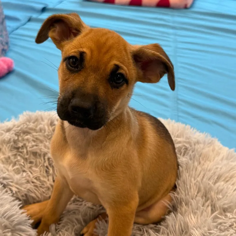 Daisy's Pack Pup: Rose thumbnail 4