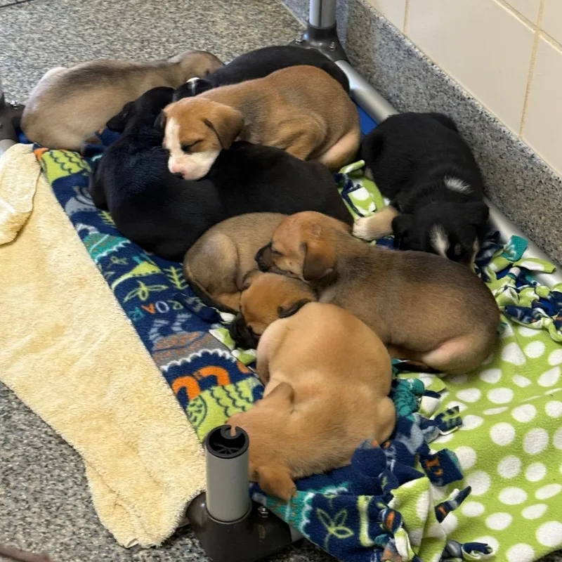 Daisy's Pack Pup: Rose thumbnail 5
