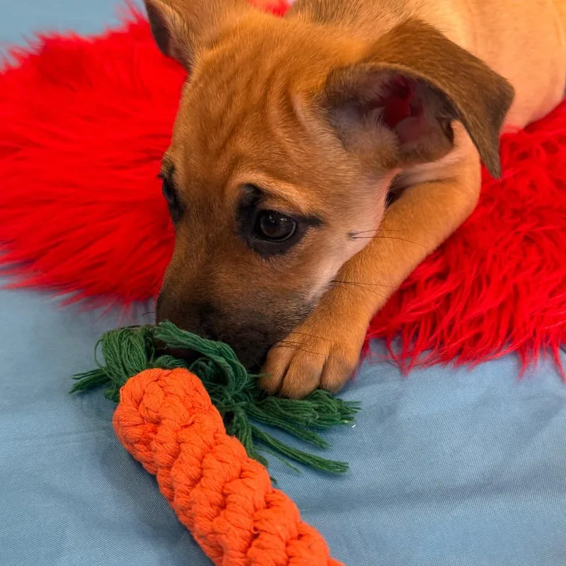 Daisy's Pack Pup: Rose thumbnail 6