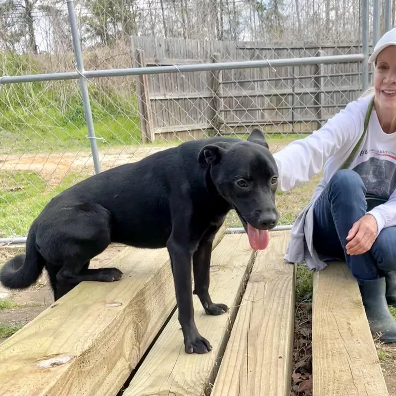 An adult medium-sized female Black Retriever dog named Vera Fang for adoption in Lake Jackson, TX
