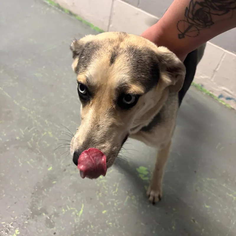 An adult medium-sized female Black Mixed Breed dog named Neapolitan for adoption in Charleston, WV