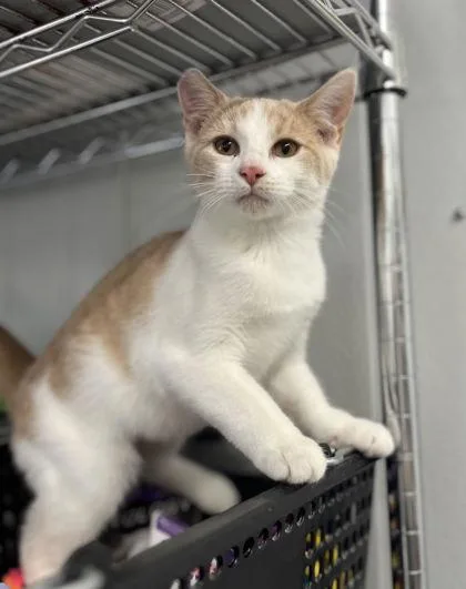 A baby small-sized female Domestic Short Hair cat named Silverado for adoption in Humboldt, IA