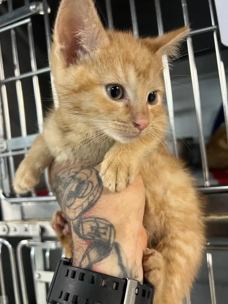 A baby medium-sized female Domestic Short Hair cat named Blanche for adoption in Huntington, IN