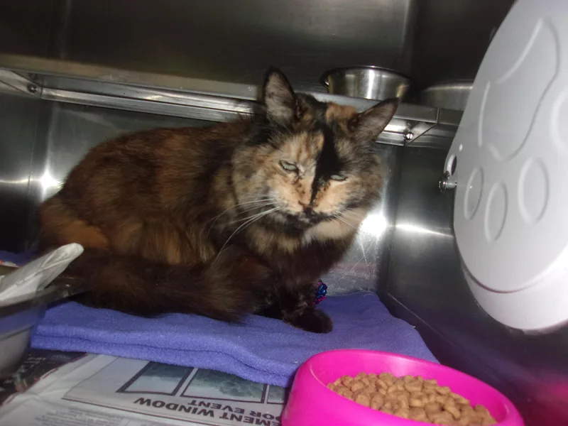 An adult small-sized female Domestic Long Hair cat named Nuget for adoption in Van Nuys, CA