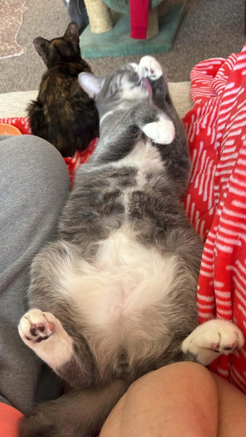 A baby medium-sized male Gray & White Domestic Short Hair cat named Barry for adoption in Charlotte, NC