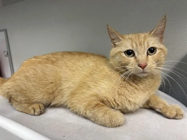 A young small-sized female Domestic Short Hair cat named Cedar for adoption in Antioch, CA
