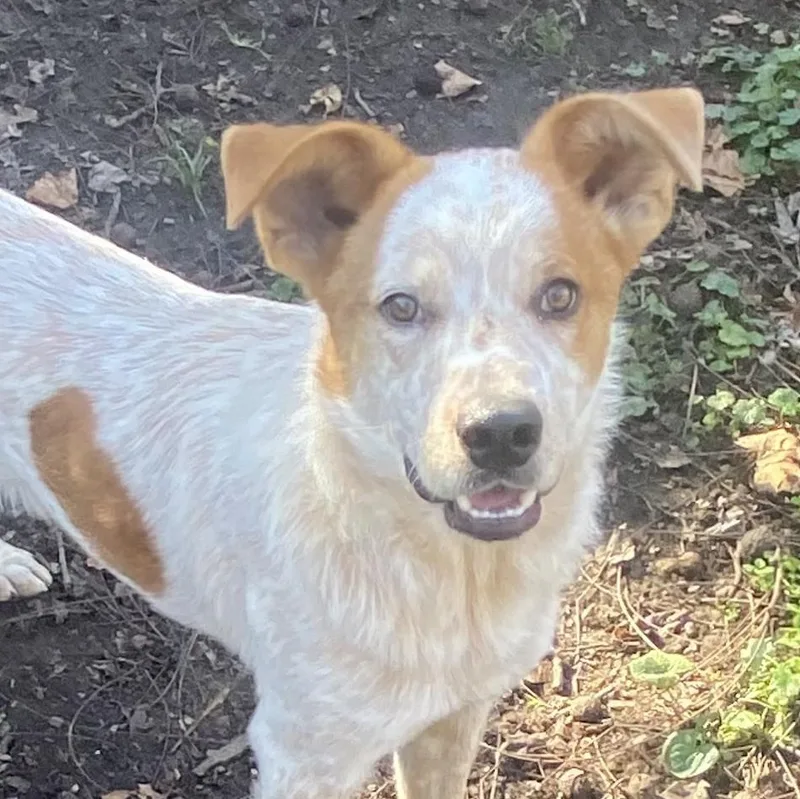 A young medium-sized male Brown / Chocolate Australian Cattle Dog / Blue Heeler named Levi for adoption in Spencer, IN