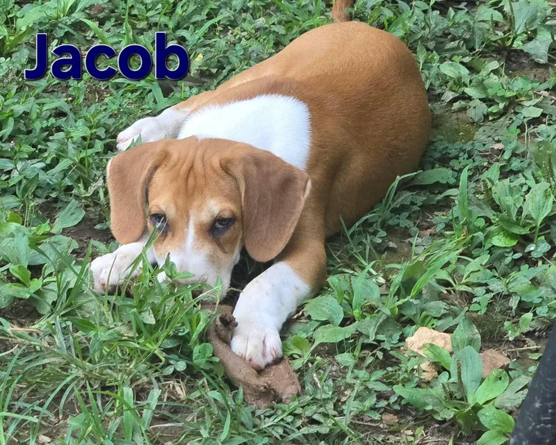 A baby medium-sized male Brown / Chocolate Australian Shepherd dog named Jacob for adoption in Newfoundland, NJ
