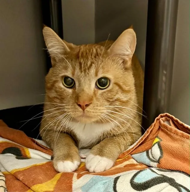 An adult large-sized male Domestic Short Hair cat named Simba for adoption in Kalamazoo, MI