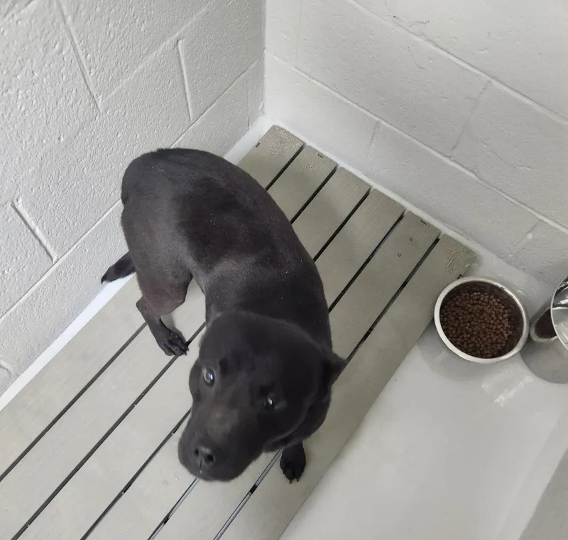 Licorice thumbnail 2