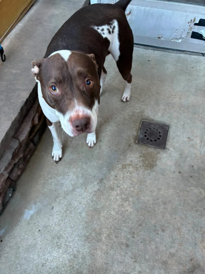 An adult large-sized male Brown & White Staffordshire Bull Terrier dog named Rocco for adoption in Egg Harbor City, NJ