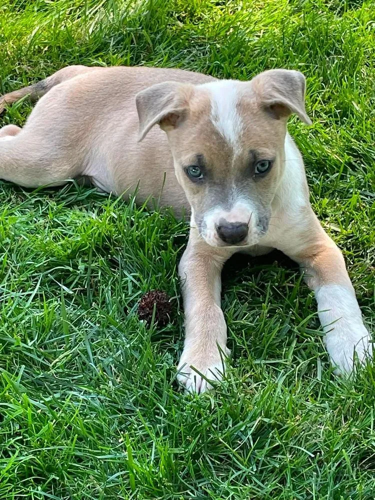 A baby medium-sized male Brown / Chocolate Pit Bull Terrier dog named Wonderlandm for adoption in Wenonah, NJ