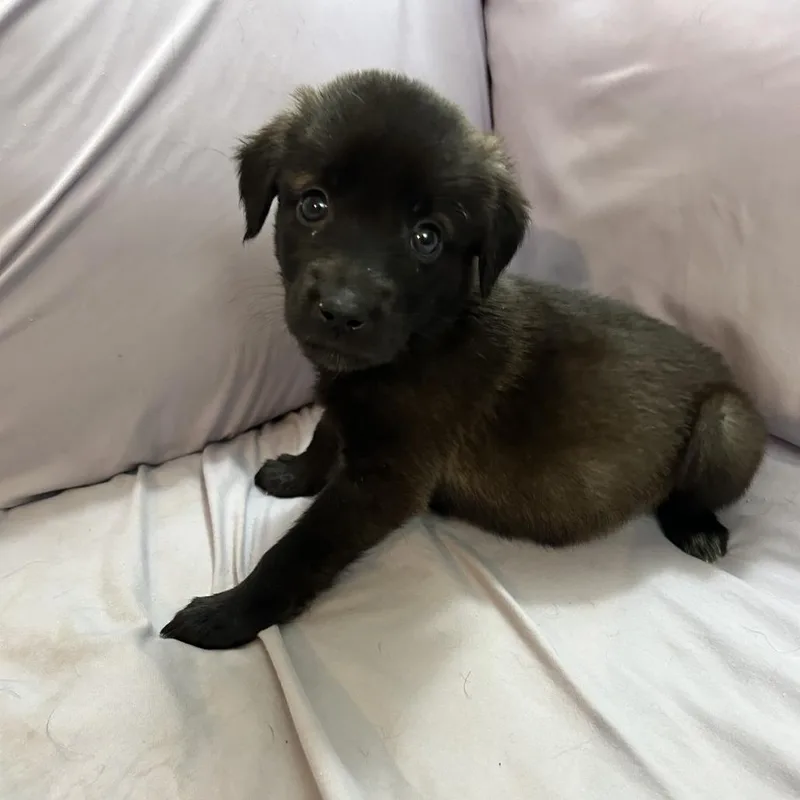 A baby medium-sized female Shepherd dog named Mint for adoption in Duck River, TN
