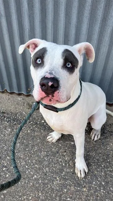 A young large-sized male Pit Bull Terrier dog named Obi Wan for adoption in Albuquerque, NM