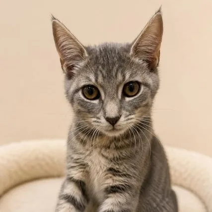 A baby medium-sized female Tabby (Gray / Blue / Silver) Domestic Short Hair cat named Shelby for adoption in Cranston, RI