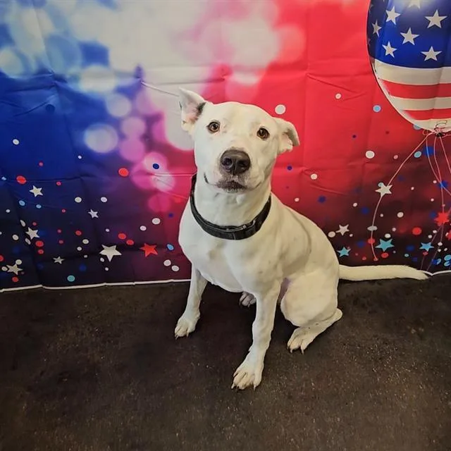 A young large-sized male Pit Bull Terrier dog named Scotty for adoption in Wylie, TX