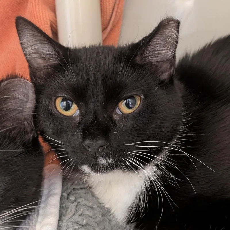 A baby medium-sized female Black Domestic Short Hair cat named Clawdeen for adoption in Chicago, IL