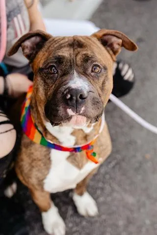 An adult medium-sized male American Bulldog dog named Arfer Fonzarelli for adoption in West Valley City, UT