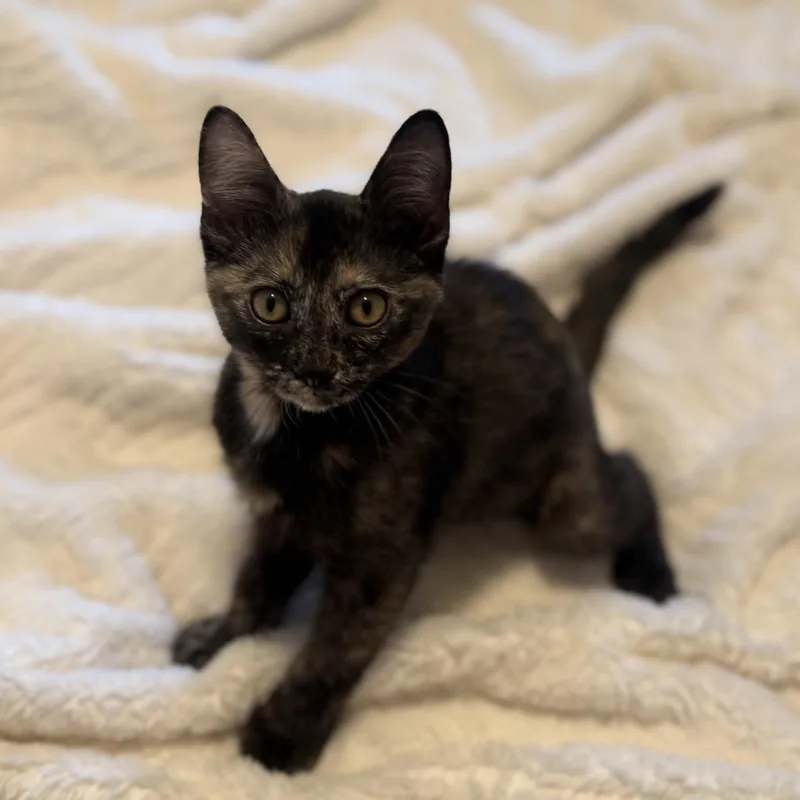 A baby medium-sized female Tortoiseshell cat named Chai Tea for adoption in Fresno, CA
