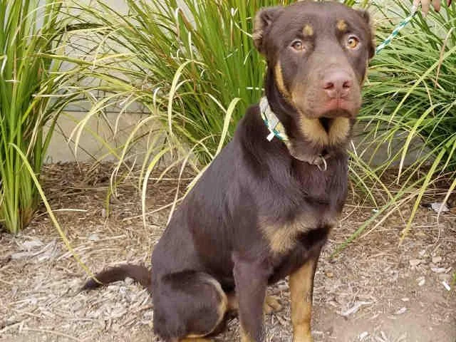 An adult large-sized male German Shepherd Dog dog named Mudd for adoption in Los Angeles, CA