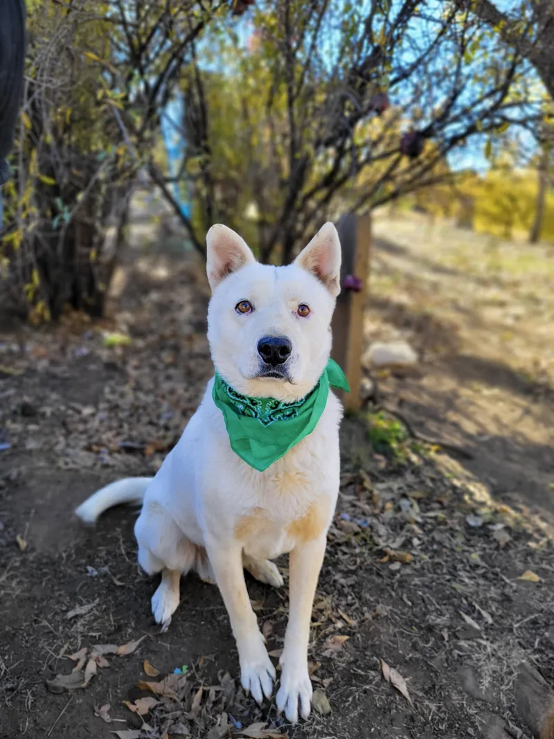 Pookie Bear thumbnail 5