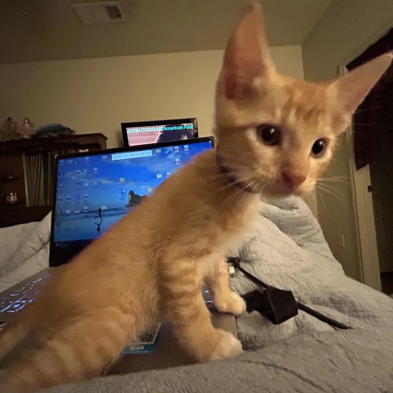 A baby medium-sized male Orange / Red Domestic Short Hair cat named Cookies and Cream for adoption in Bryan, TX